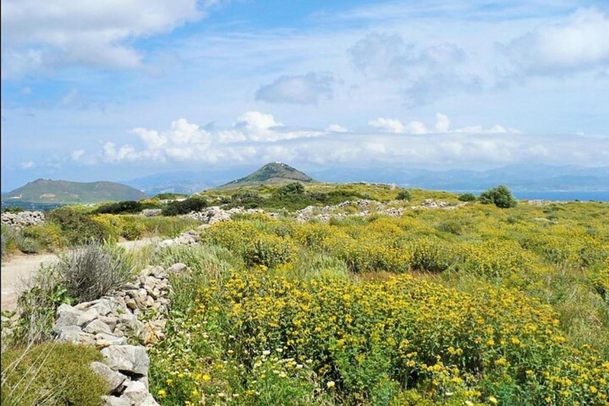 um campo de flores com uma montanha ao fundo