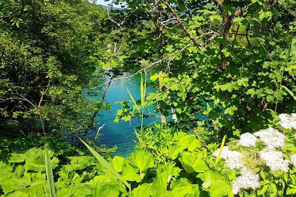 a view of a body of water through the trees