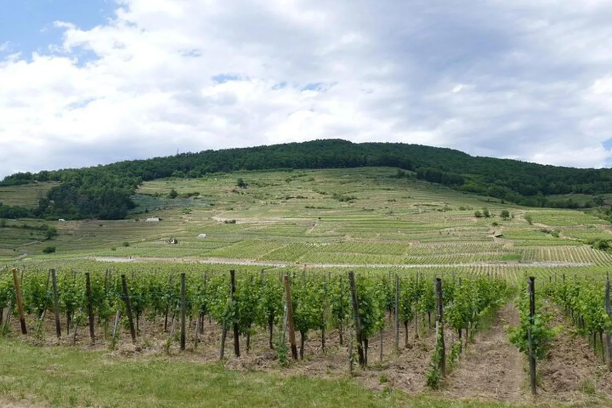 Alsace Médiévale et Dégustation de Vin depuis Colmar – photo 3
