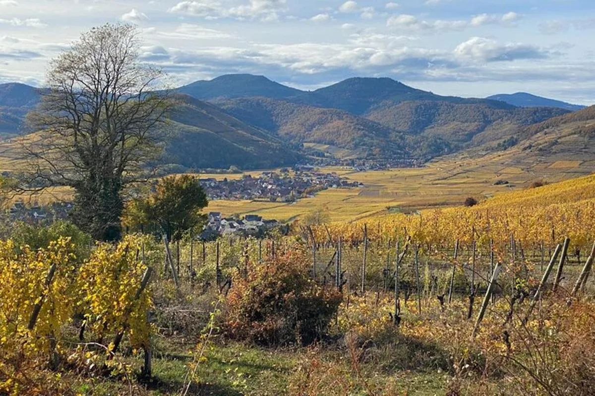 Colmar : villages médiévaux, château et dégustation de vins, 9 h 30 – photo 7
