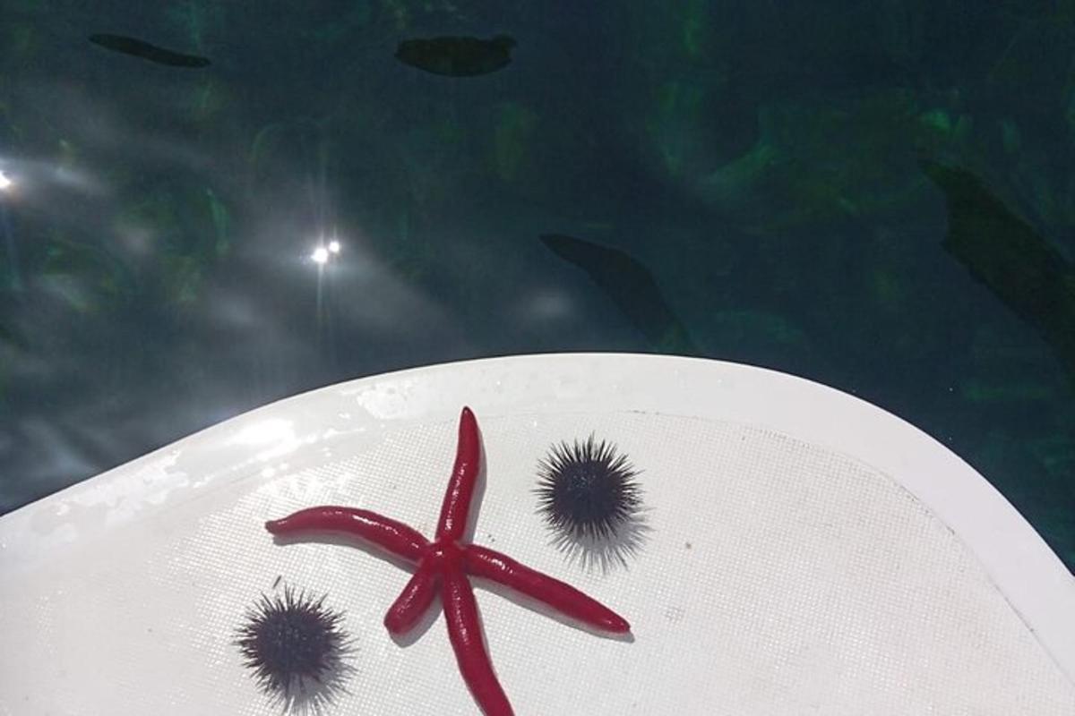 pinggan putih dengan bintang laut merah di atasnya