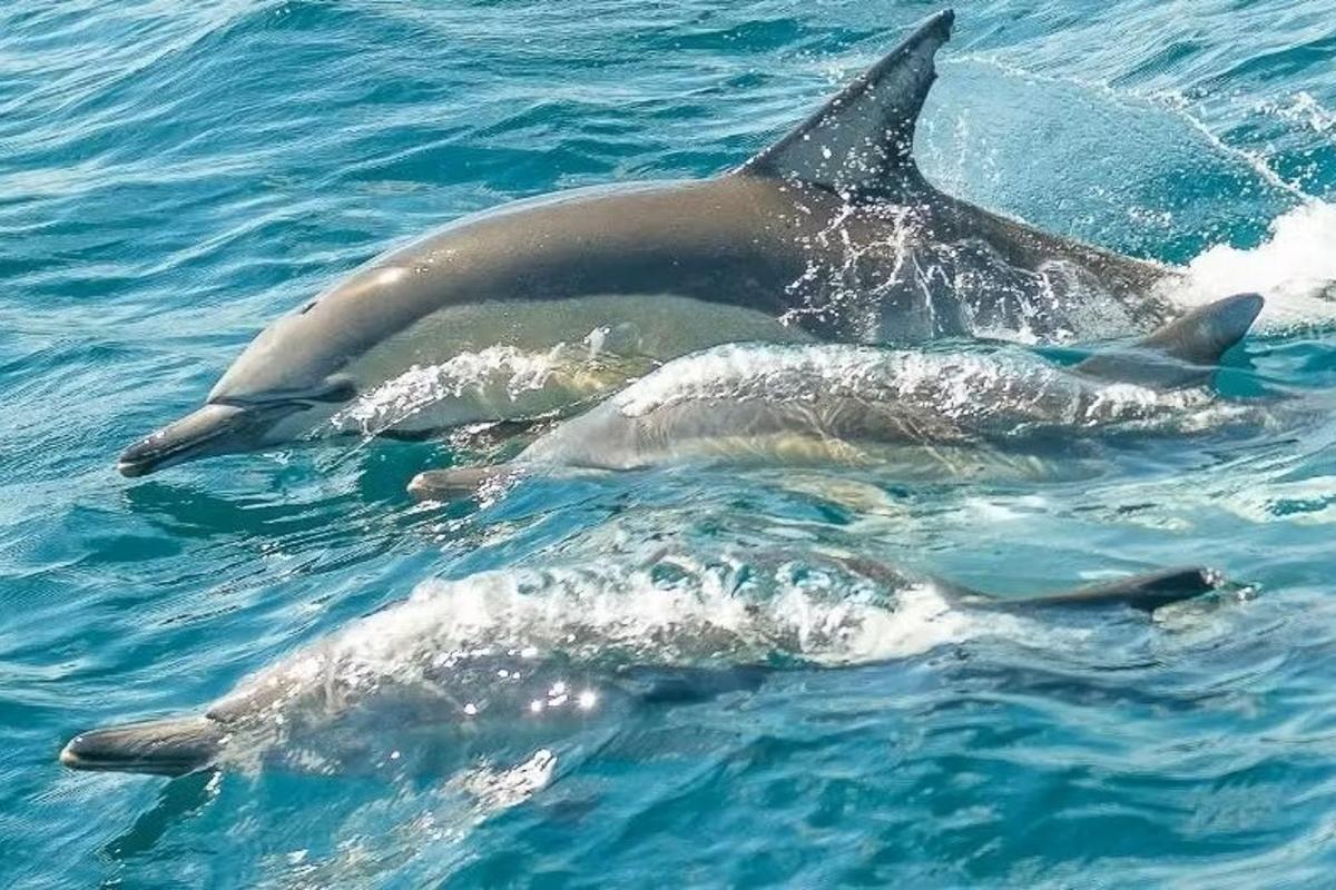 um casal de golfinhos nadando na água
