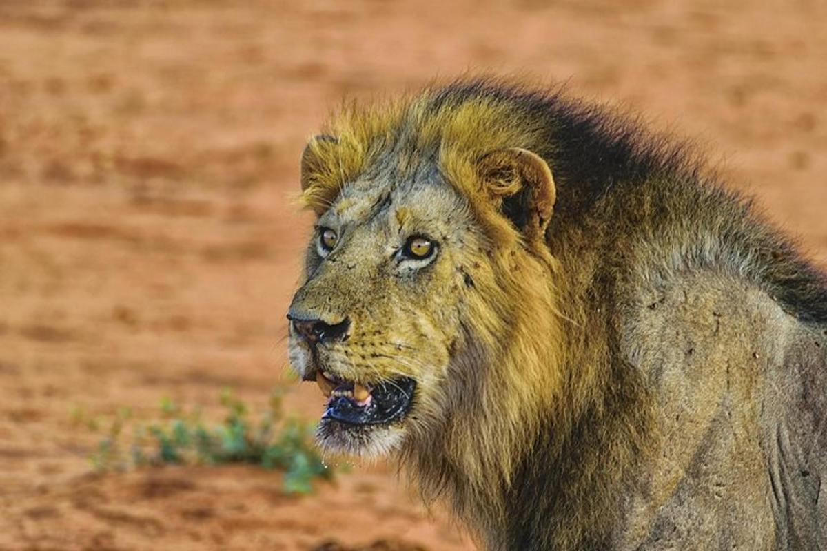 Un león parado en la tierra con la boca abierta