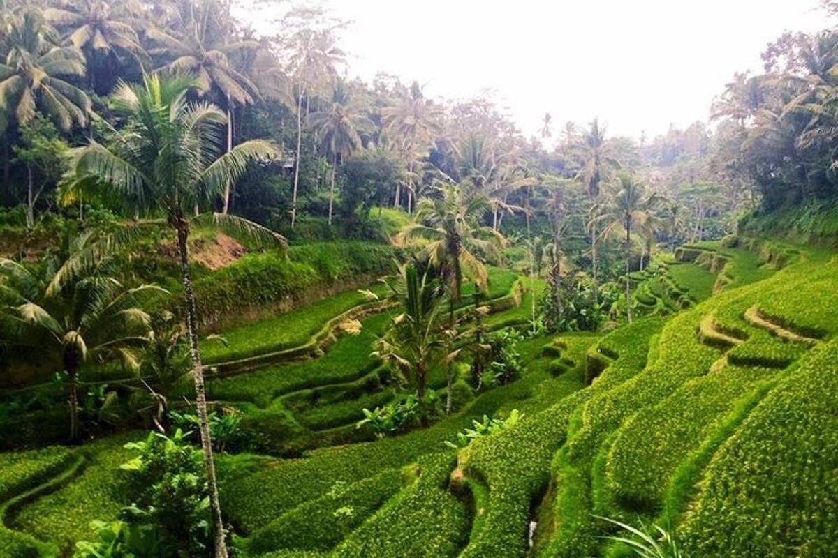Una exuberante ladera verde con palmeras al fondo
