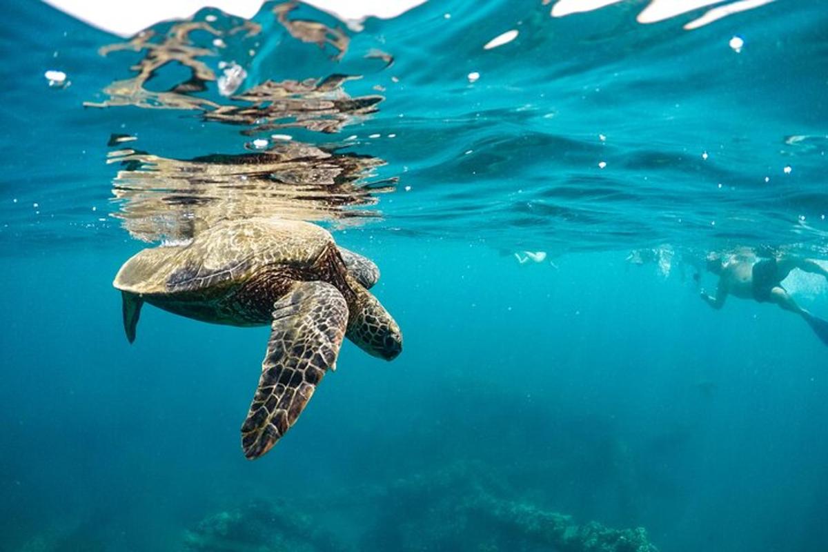 μια πράσινη θαλάσσια χελώνα που κολυμπάει στο νερό
