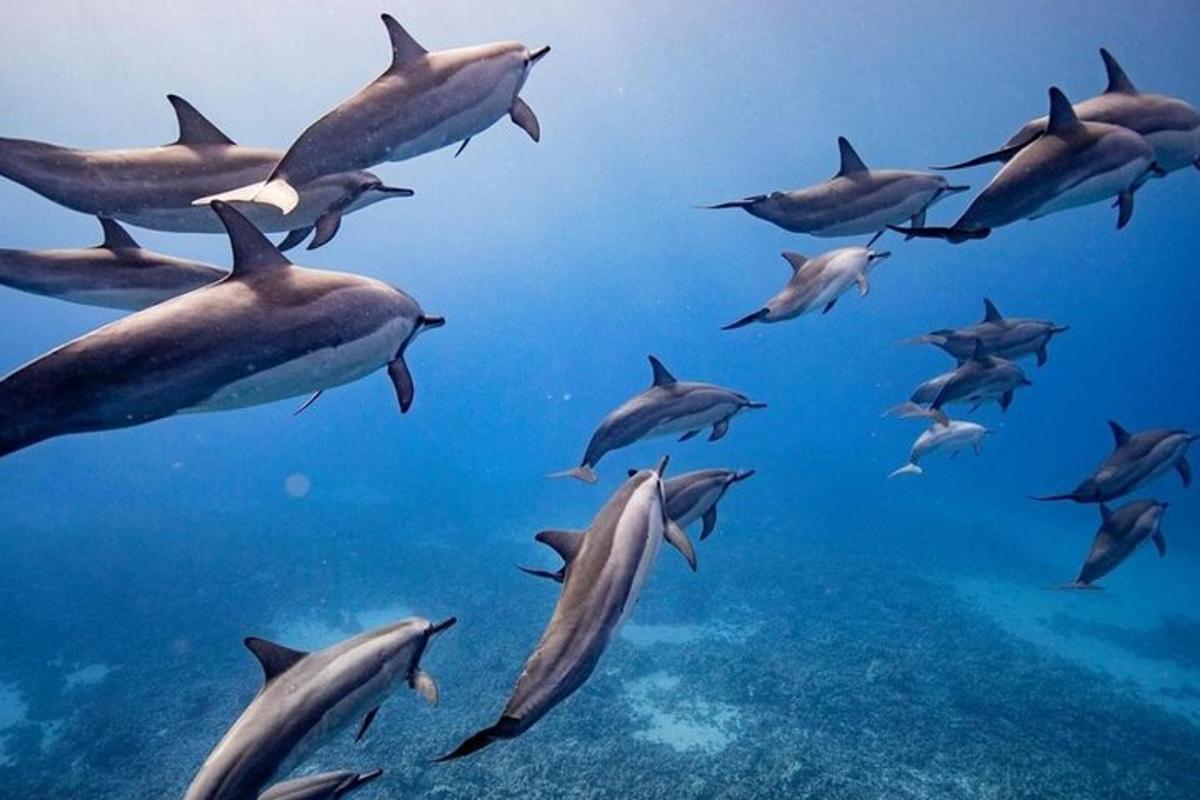 stádo delfínů plavajících v oceánu