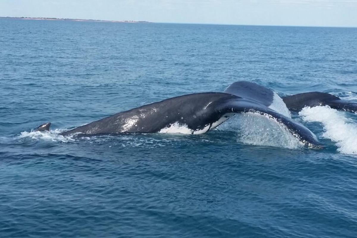 a whale swimming in the ocean