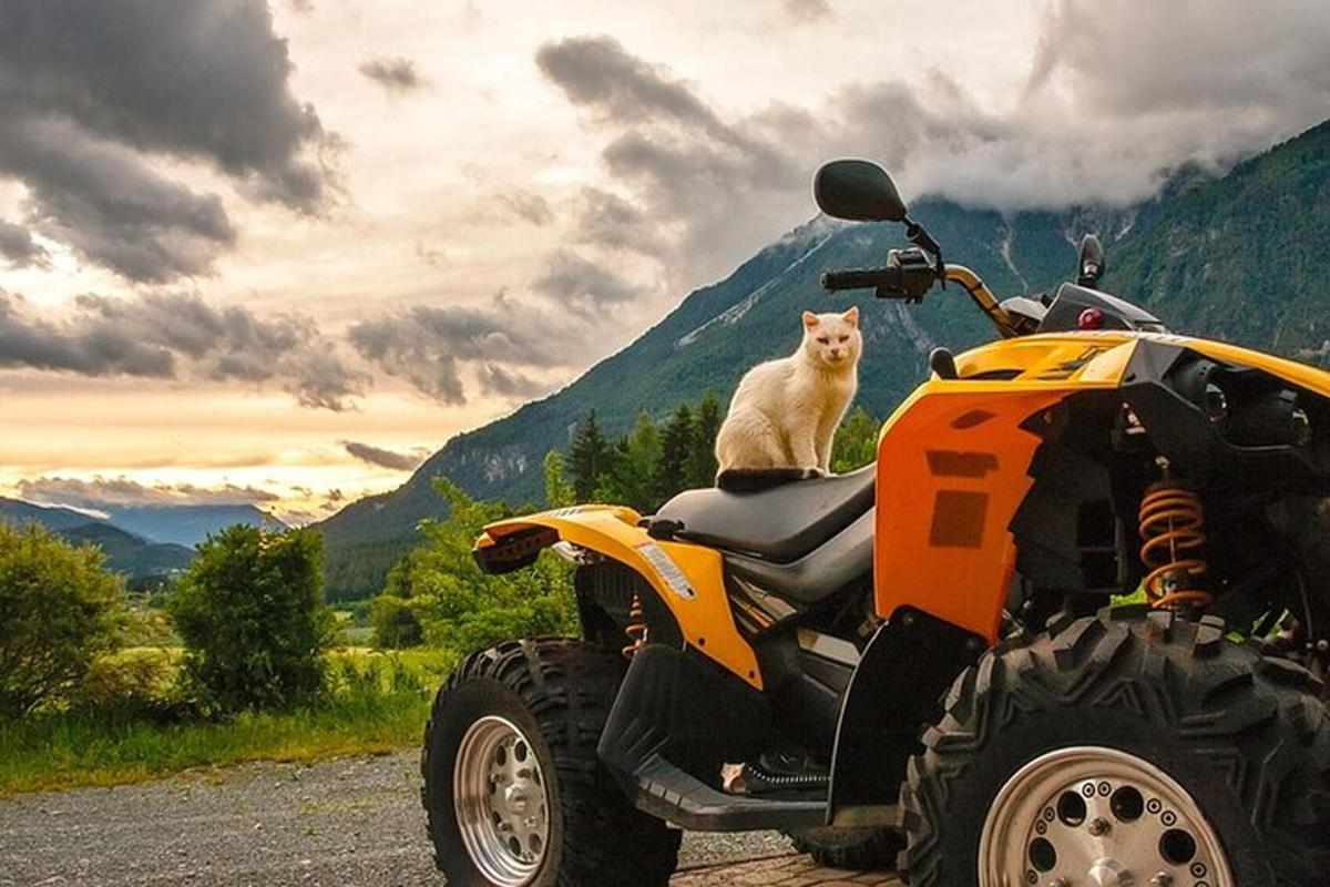 seekor kucing duduk di belakang basikal quad
