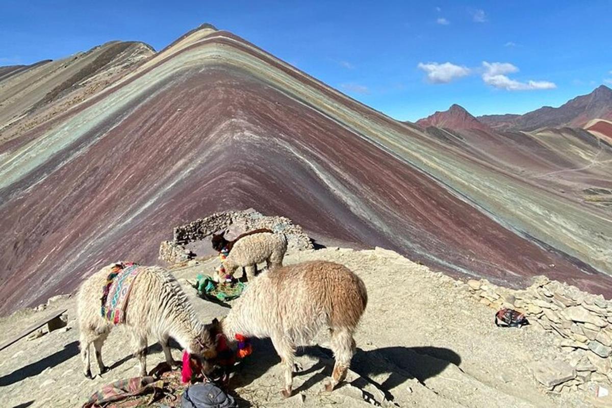 tiga domba berdiri di atas gunung