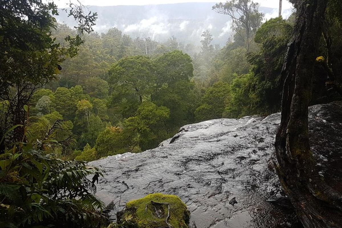 una vista de un río en medio de un bosque