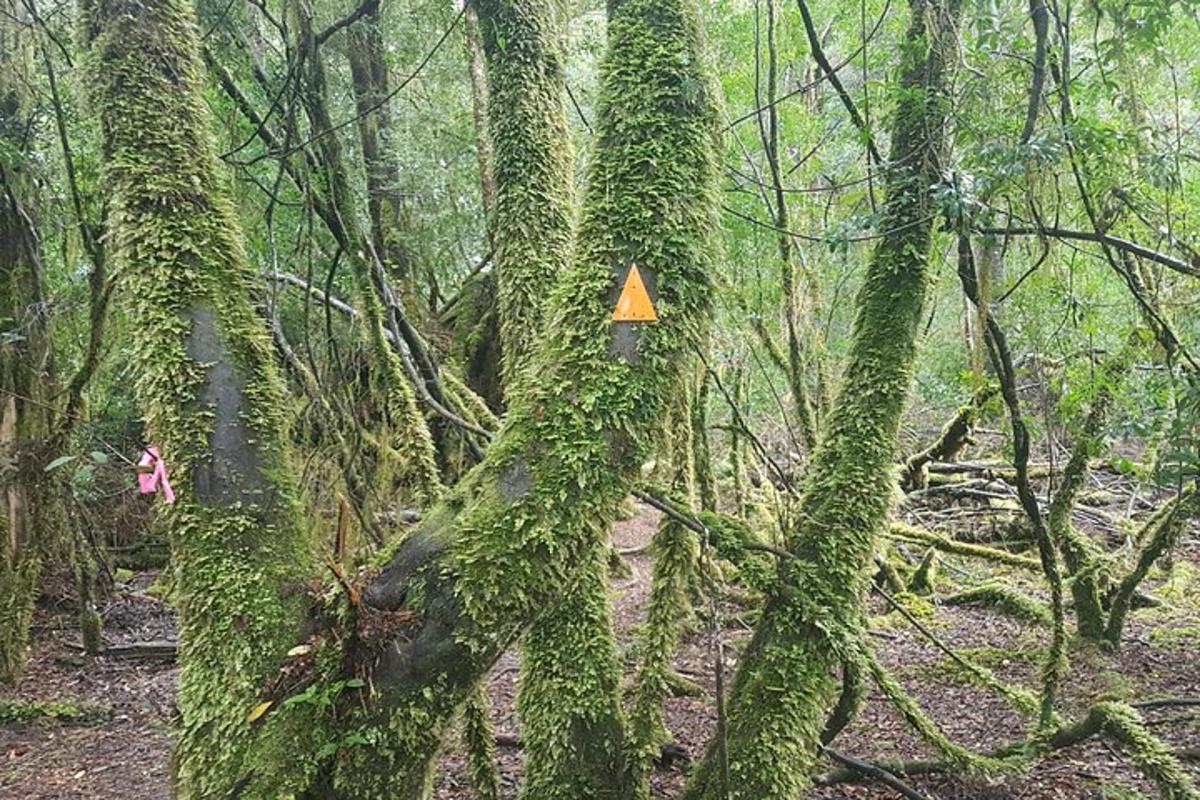 a tree covered in ivy with a sign on it