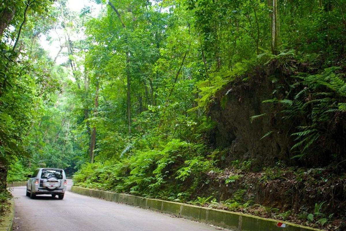 a car driving down a road in the jungle