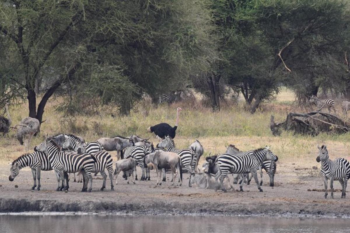 o turmă de zebre și alte animale stând lângă apă
