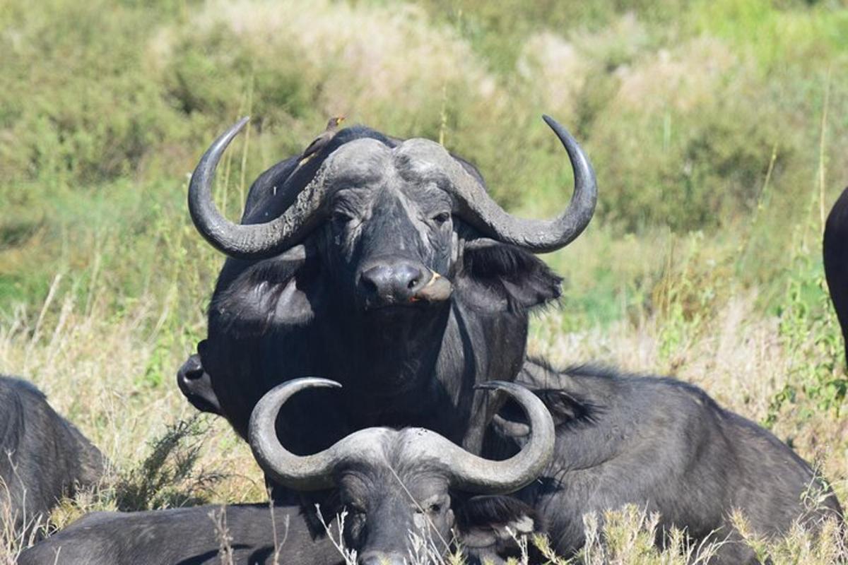 două animale cu coarne stând pe un câmp