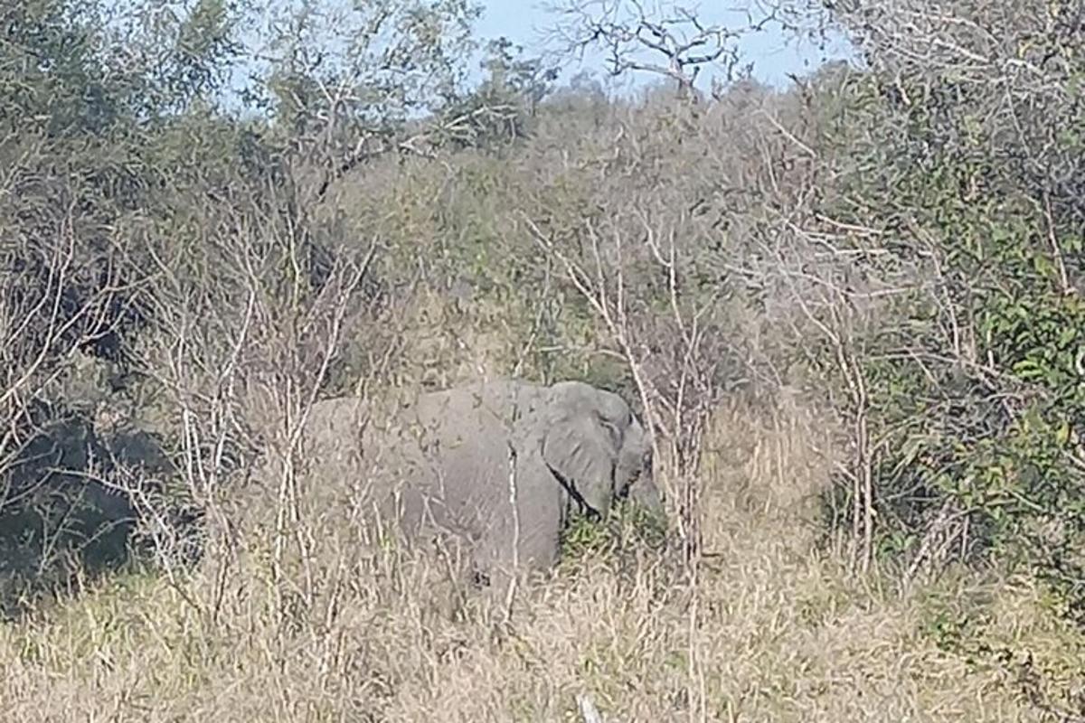 an elephant walking through a field of tall grass