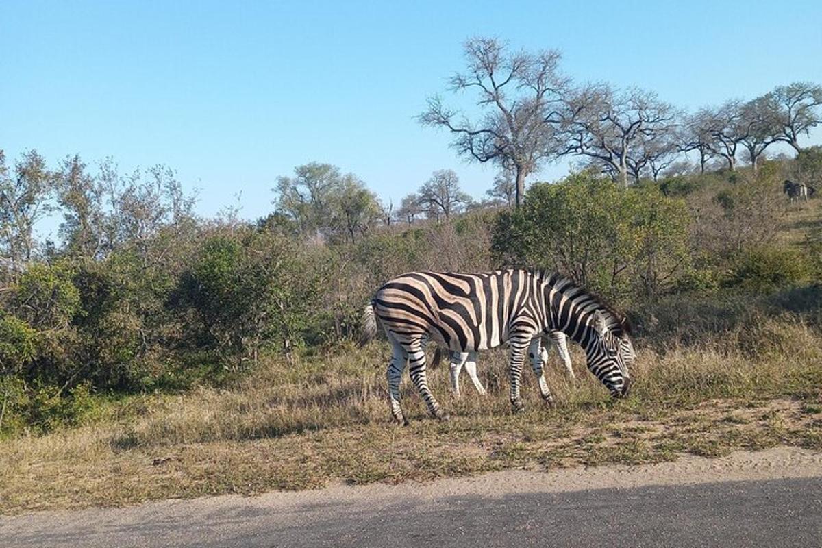 a zebra grazing in the grass next to a road