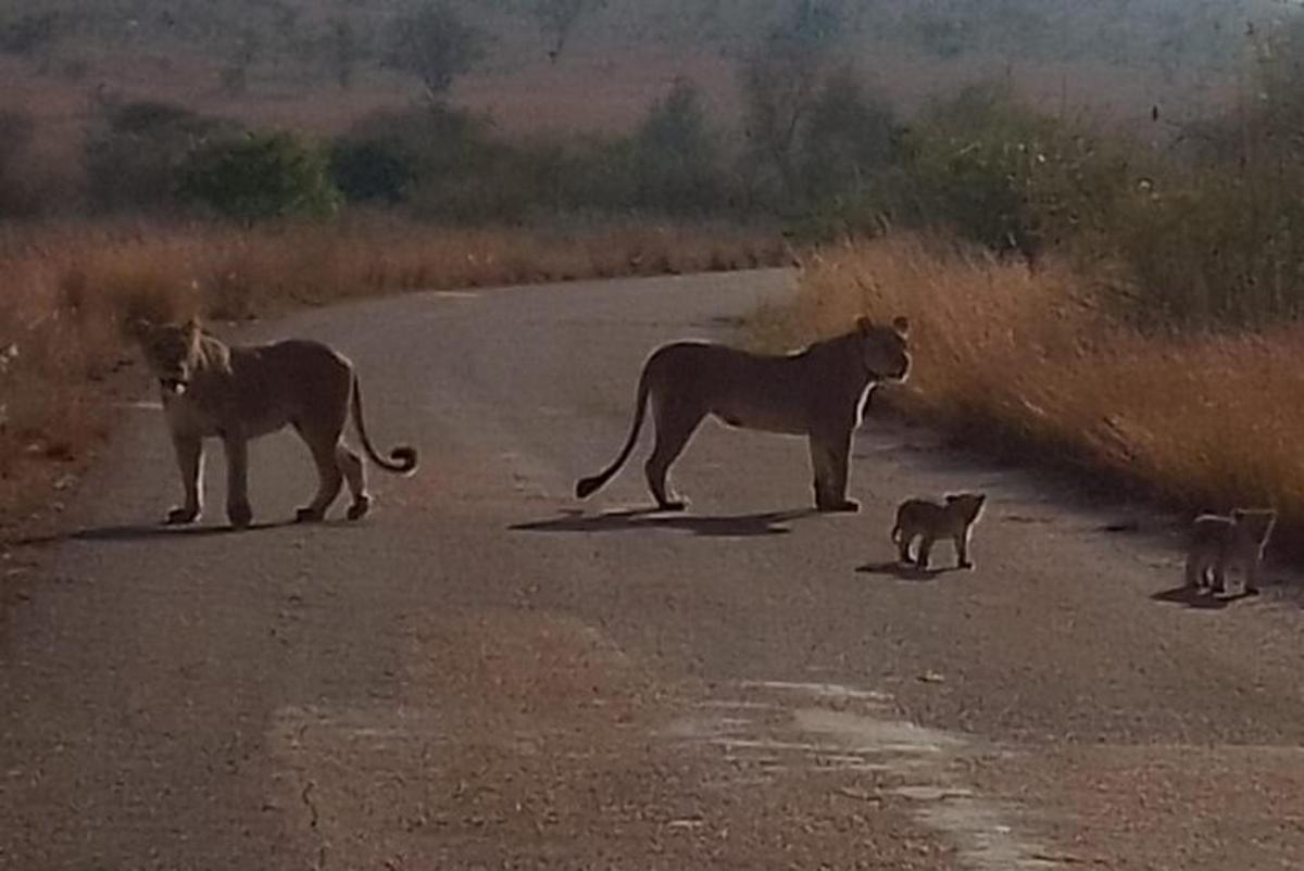 a group of lions standing in the middle of a road