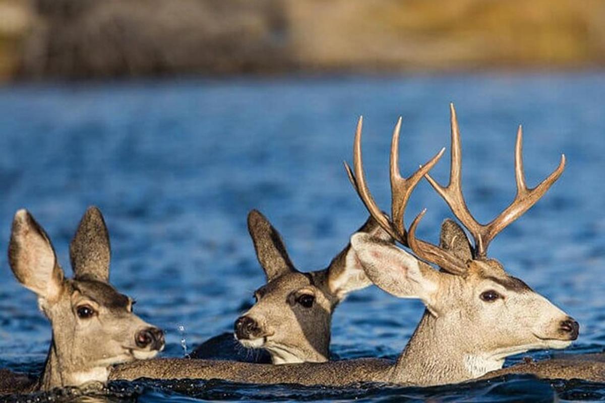 drei Hirsche schwimmen in einem Gewässer