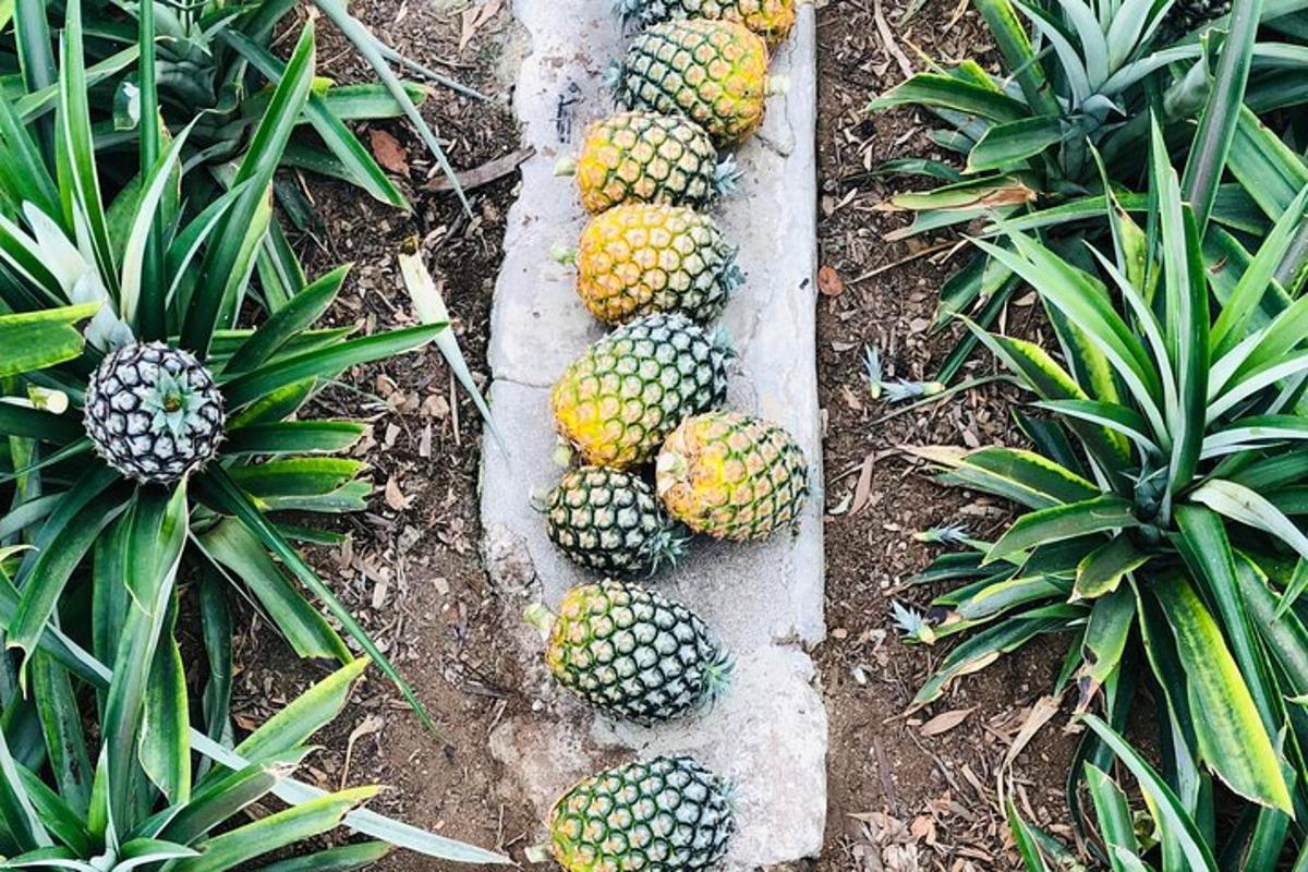 un mazzo di ananas appoggiato a terra