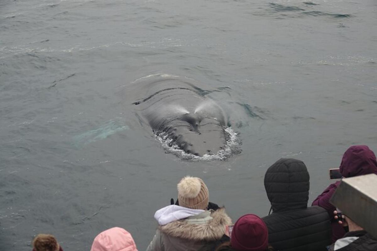 a group of people watching a whale in the water