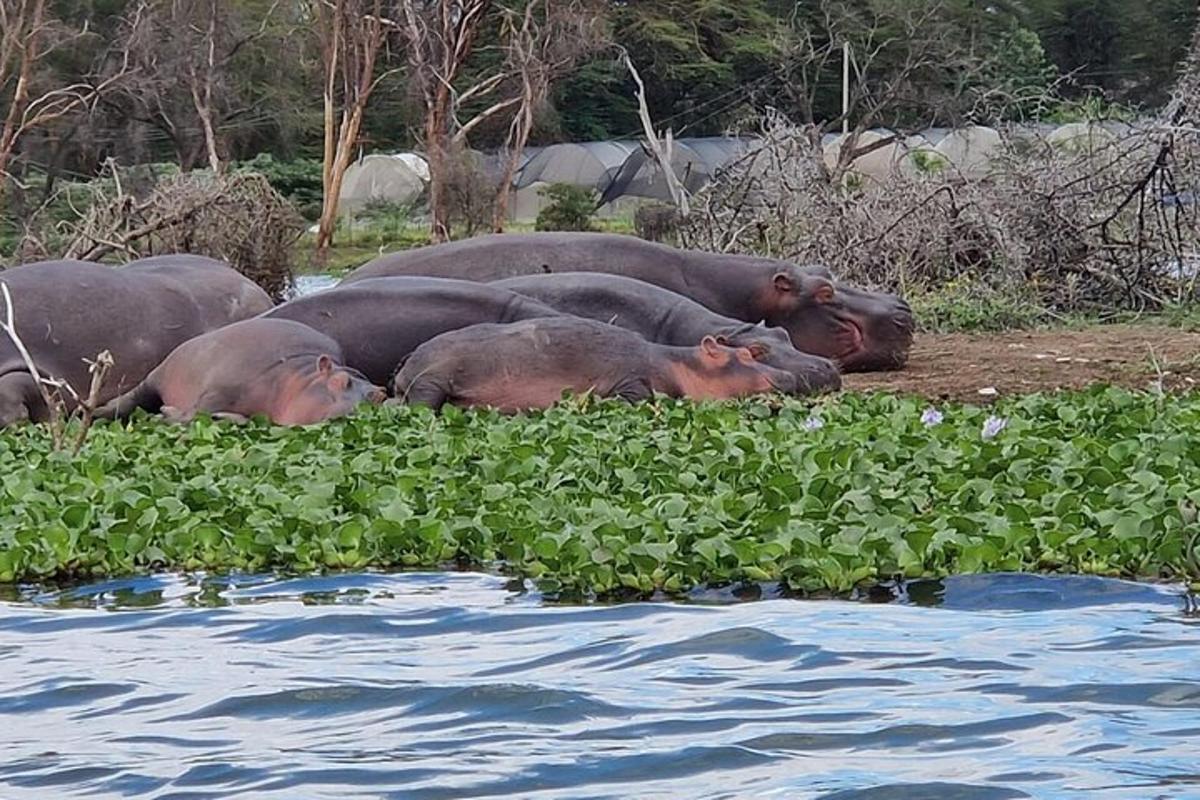 sekumpulan gajah berbaring di rumput berhampiran air