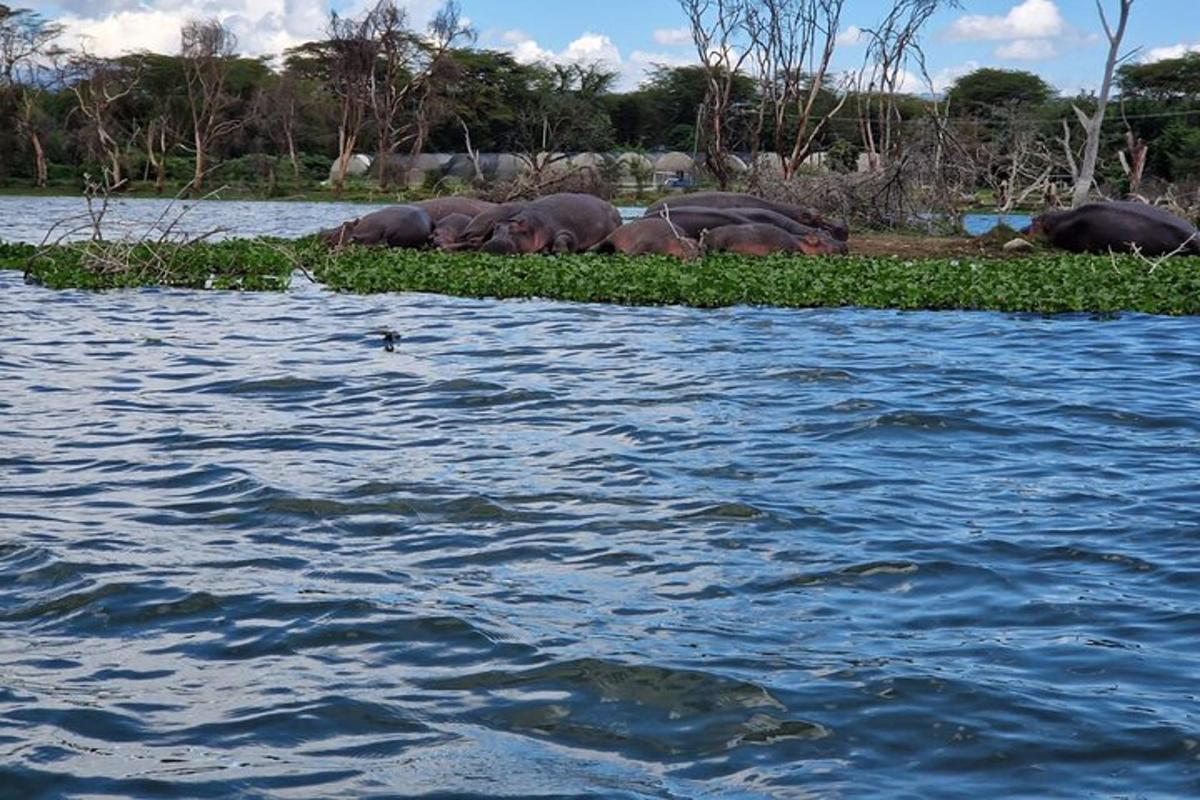sekumpulan gajah di sebuah pulau di dalam air