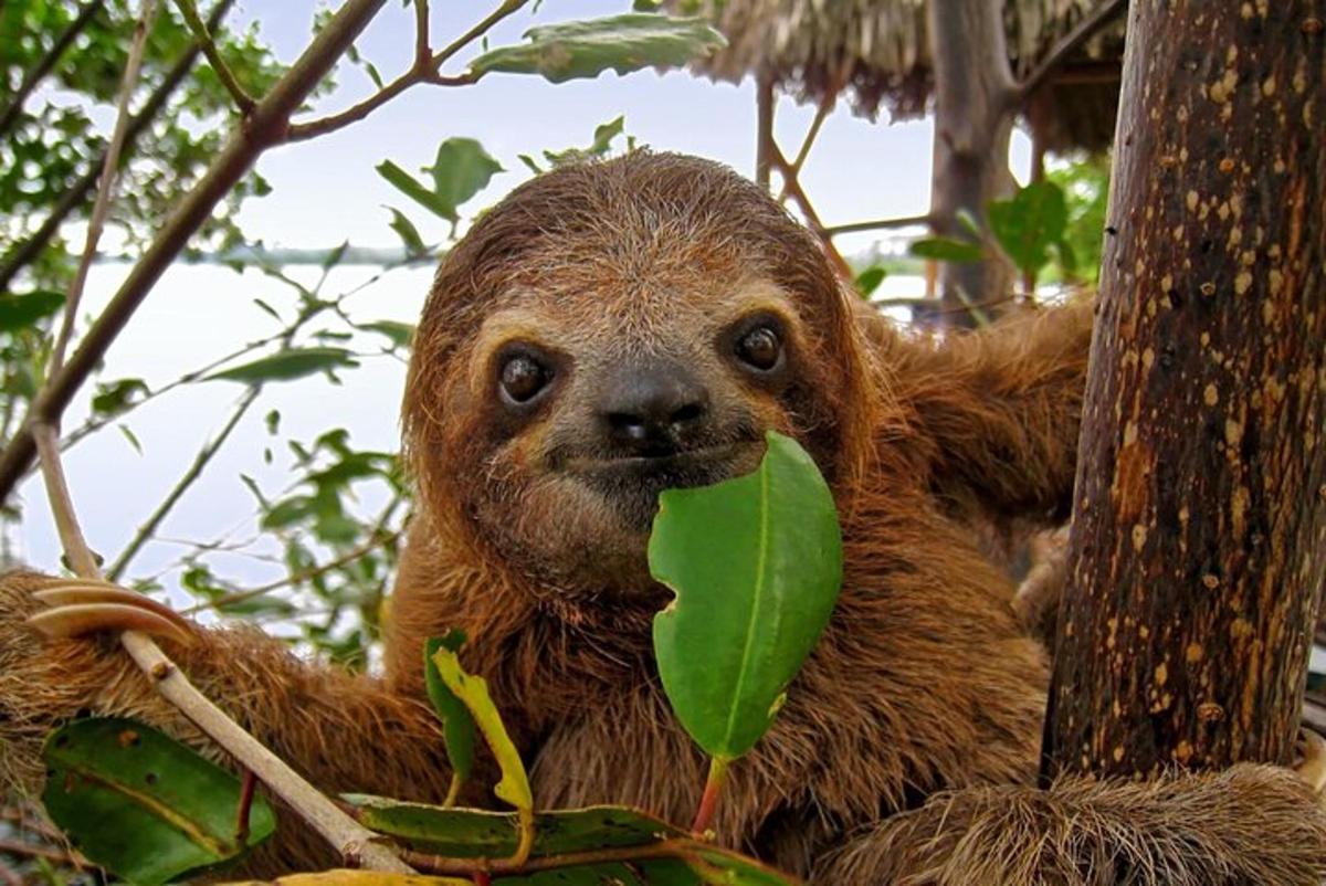 a sloth holding a green leaf in a tree