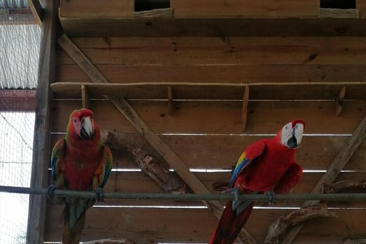 two parrots sitting on top of a bird cage