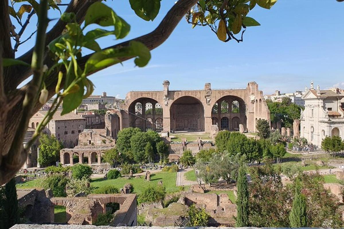 a view of the colosseum from a tree