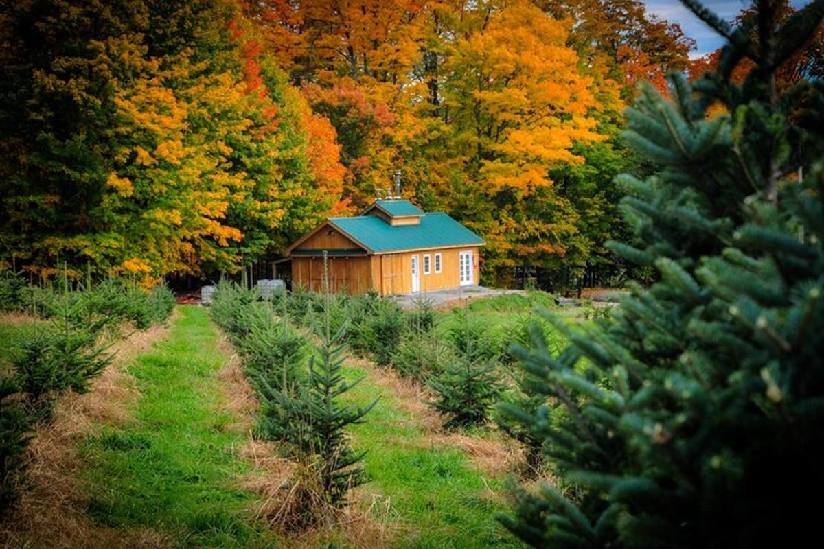 a house in the middle of a field with trees