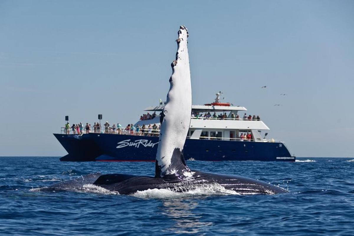海にいるクジラと背景の船