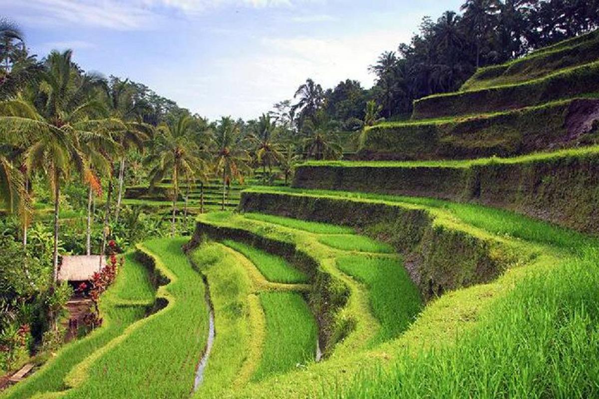 Un campo de césped verde con palmeras al fondo