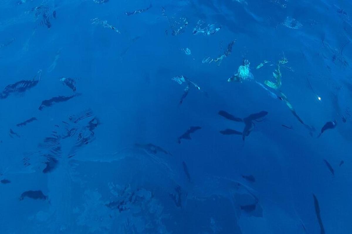 un gruppo di delfini che nuotano nell'acqua blu