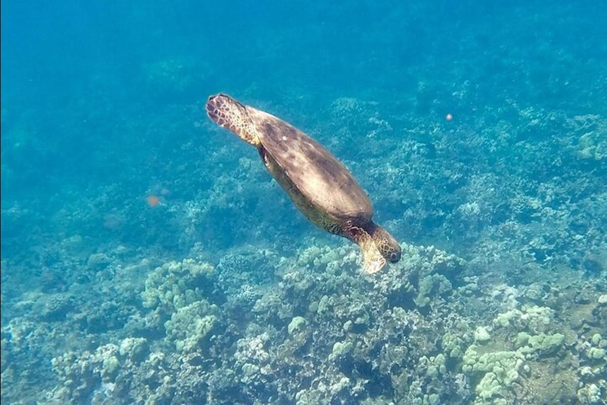 Una tortuga marina está nadando en el agua