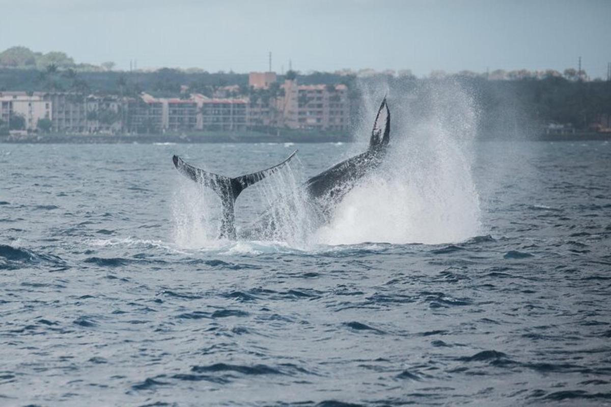 尾を空に向けて水中にいる2頭のザトウクジラ