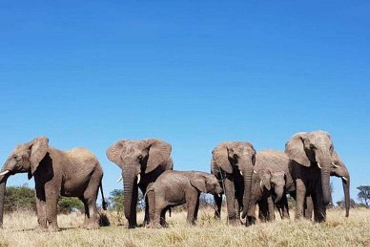 una mandria di elefanti in piedi in un campo