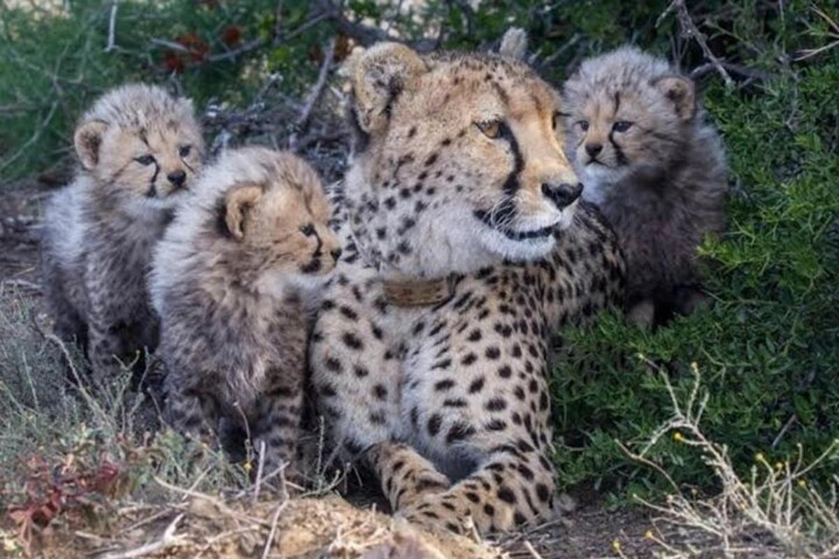 un ghepardo e i suoi quattro cuccioli sdraiati nell'erba
