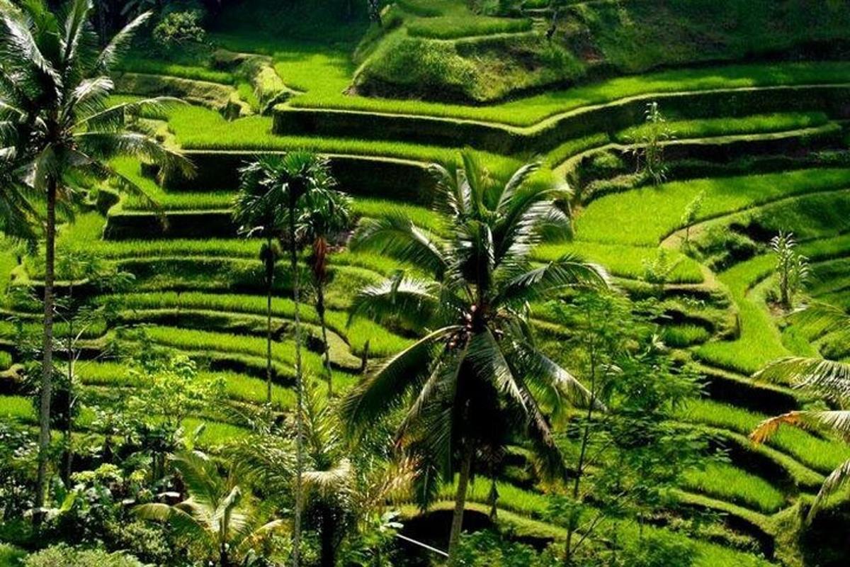 Un exuberante campo verde con palmeras y terrazas de arroz.