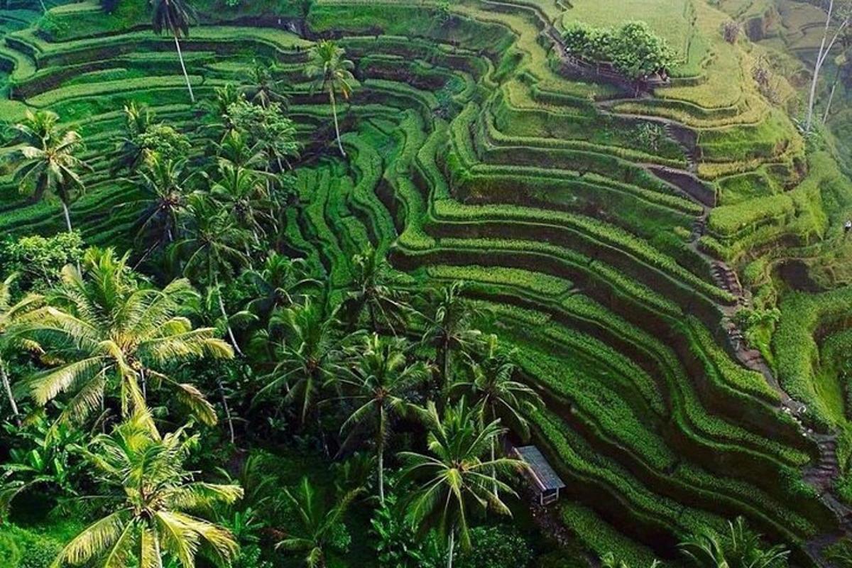 una vista aérea de un campo de palmeras