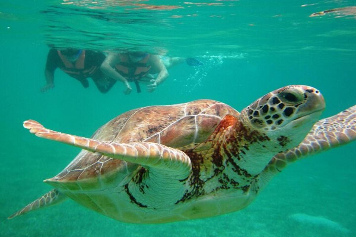 uma tartaruga marinha verde nadando na água