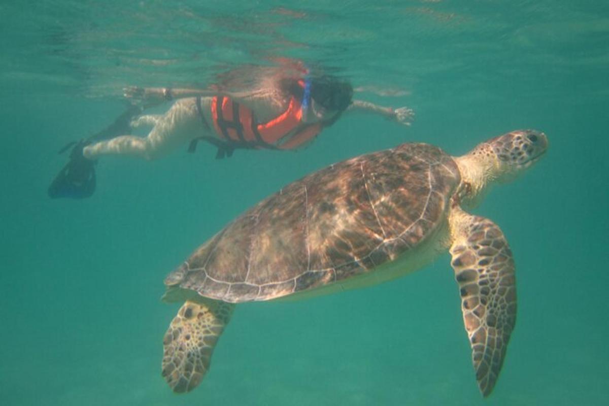 uma tartaruga marinha verde nadando ao lado de uma pessoa na água