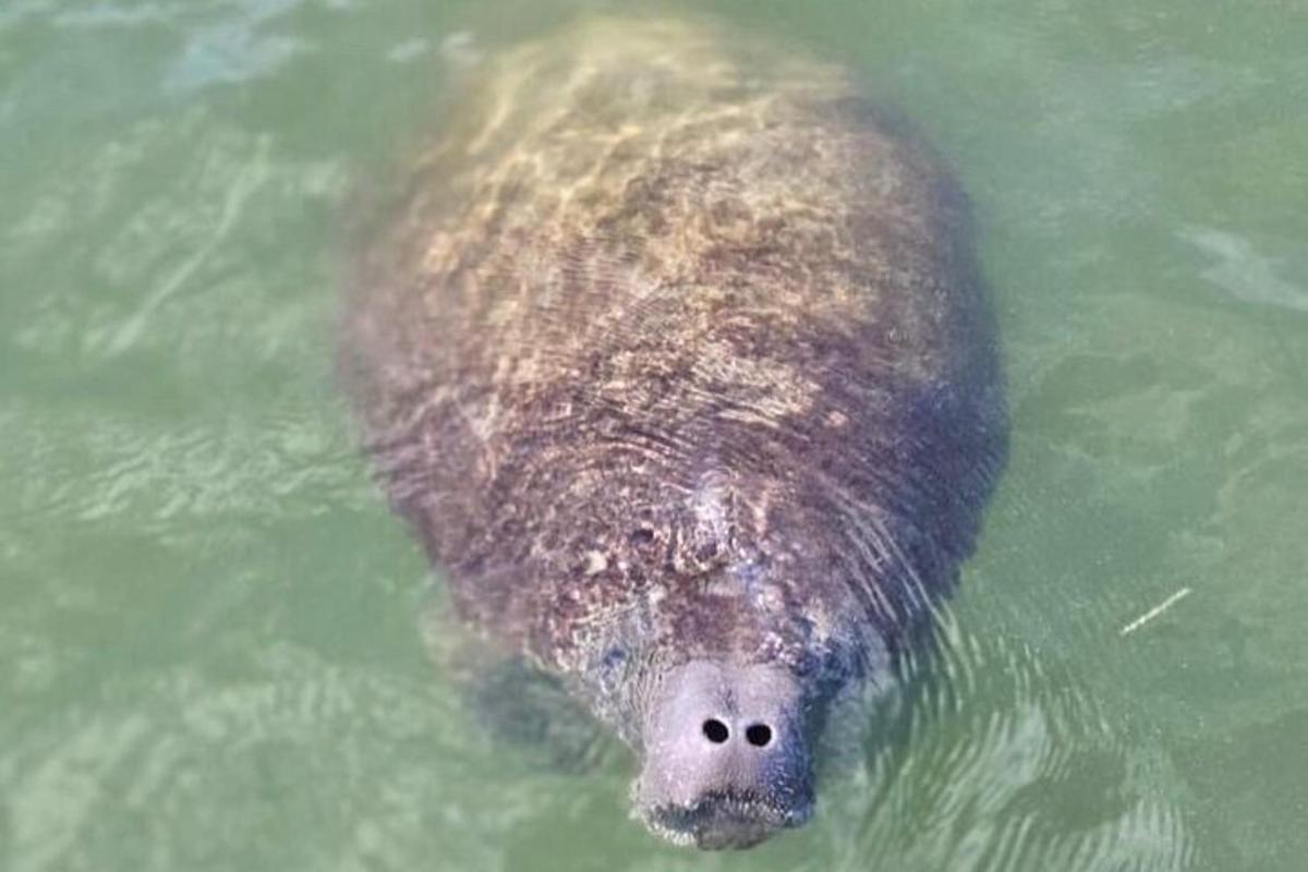 un animal grande nadando en el agua