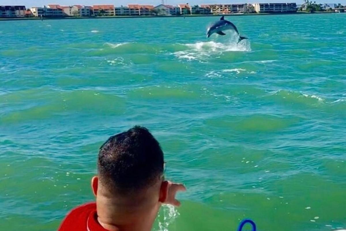 en mann som ser på en delfin i vannet