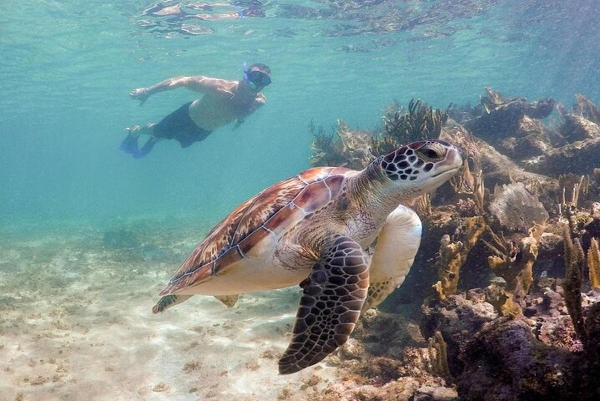 un bărbat care înoată lângă o broască țestoasă în ocean