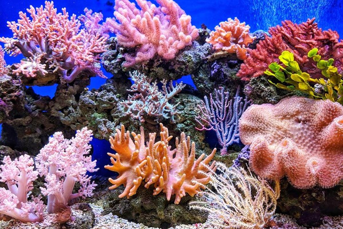 akuarium yang dipenuhi dengan batu karang dan terumbu yang berwarna-warni