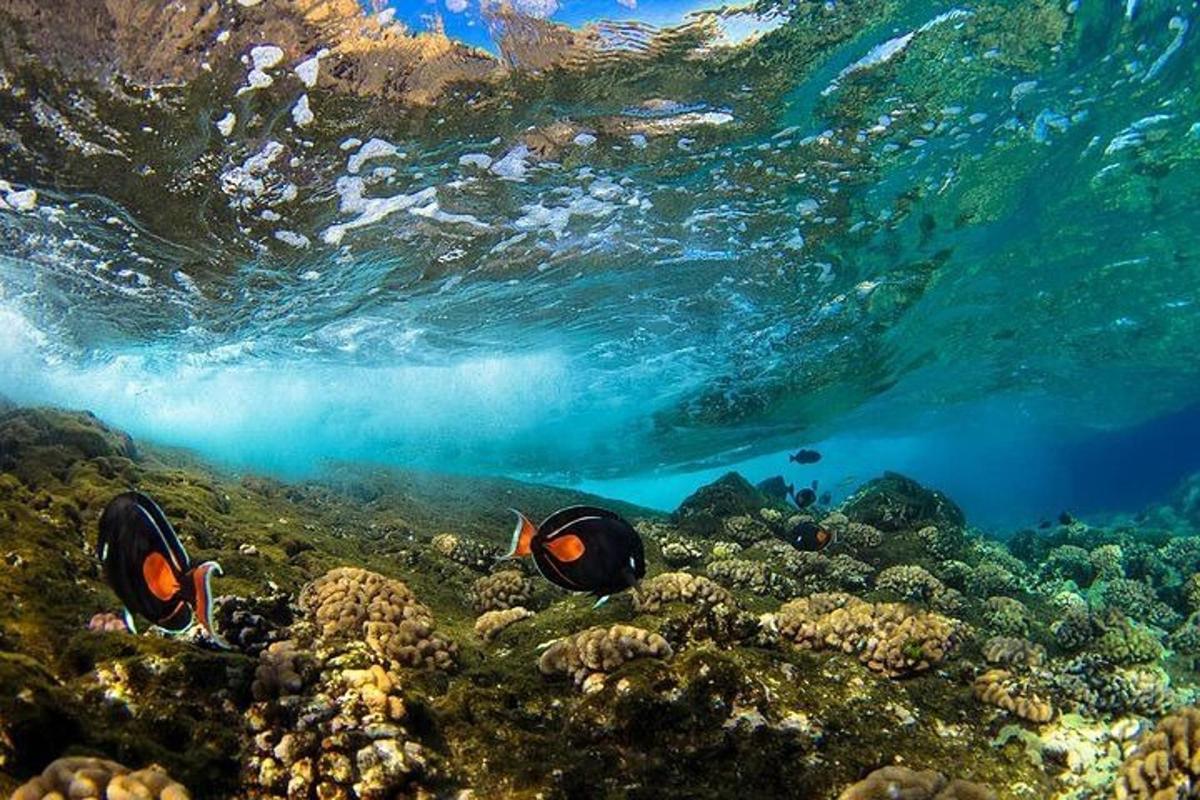 a group of fish swimming over a coral reef