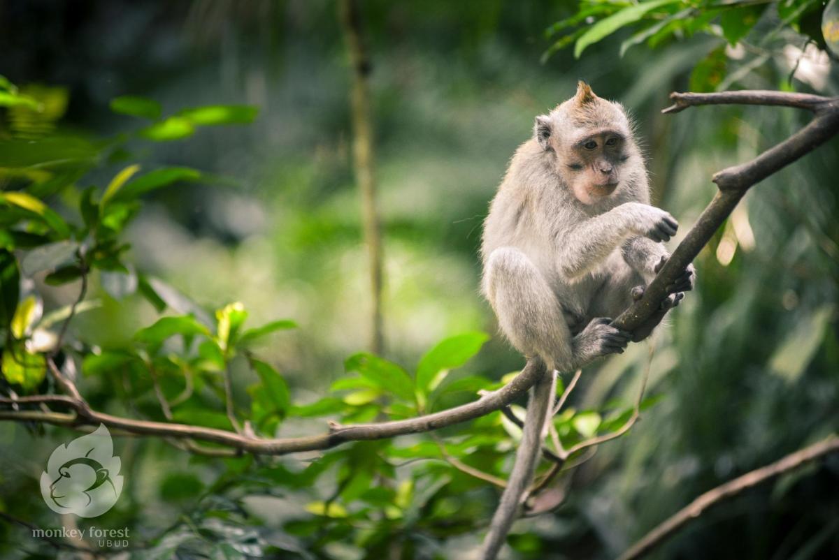 a monkey is sitting on a tree branch