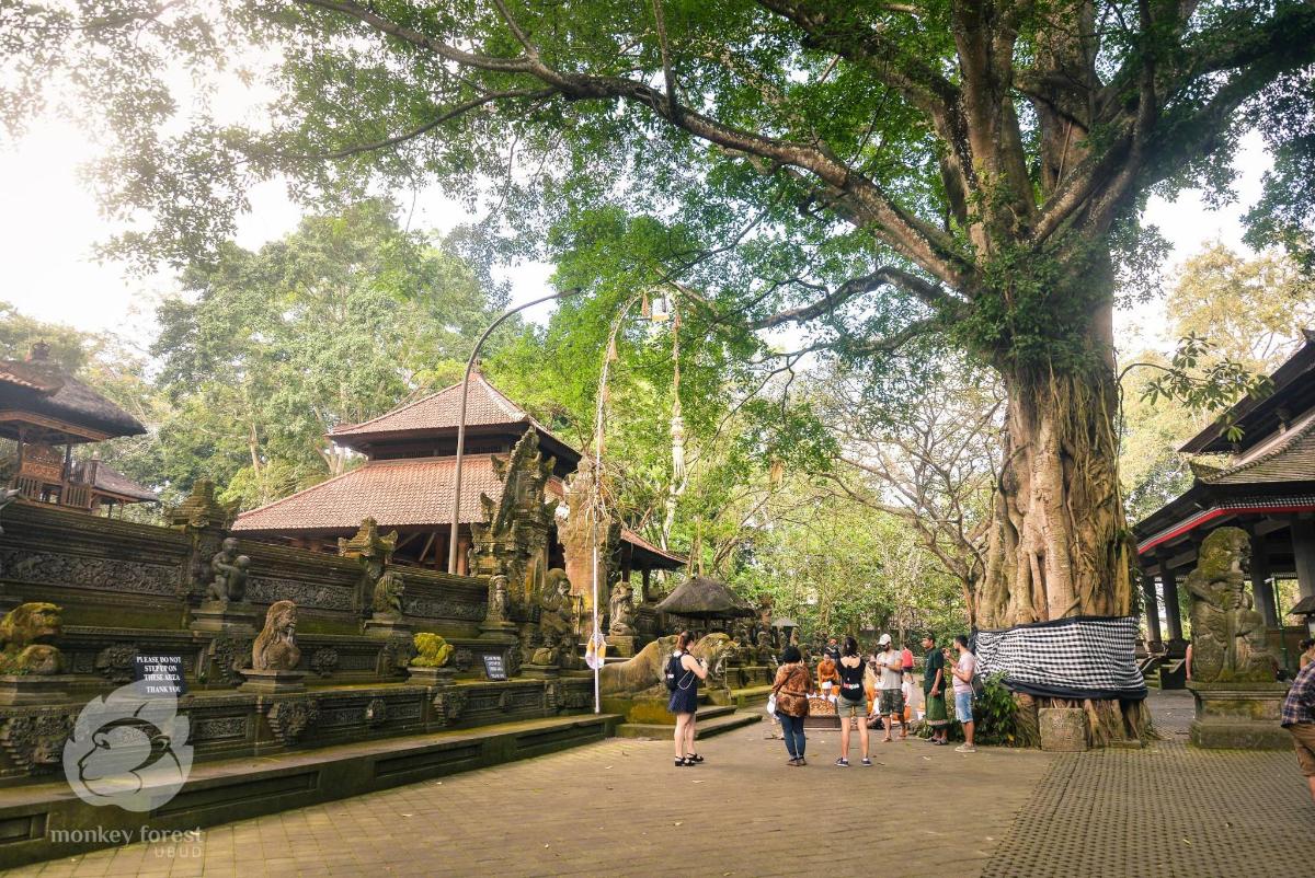 a group of people walking in front of a tree