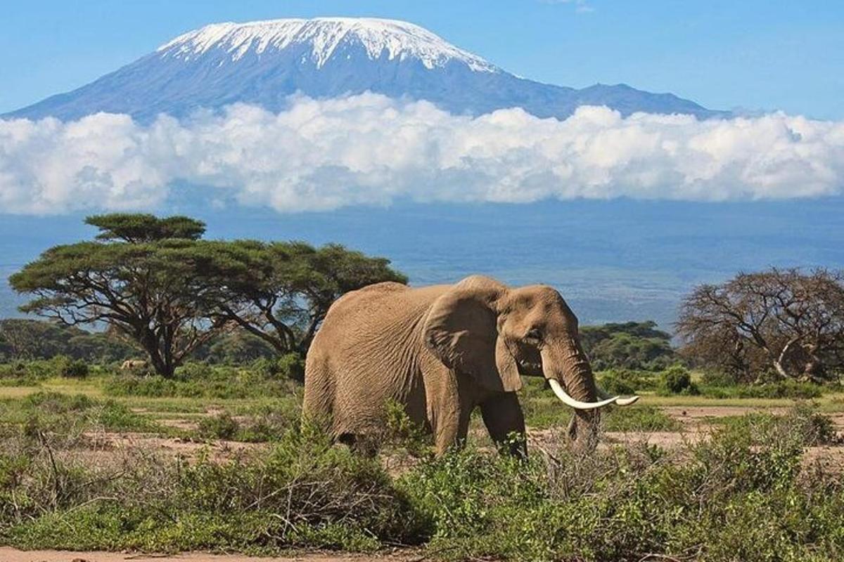 een olifant die voor een met sneeuw bedekte berg loopt