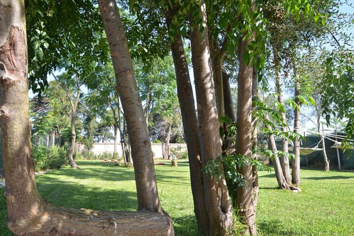 un grupo de árboles en un parque con césped